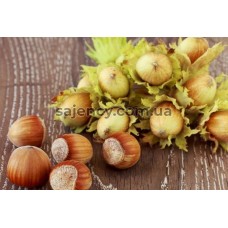 Фундук Каталонський 3-річний