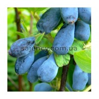 Жимолость Югана 