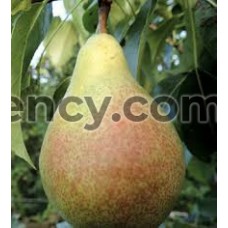 Саджанці Груша Мілада