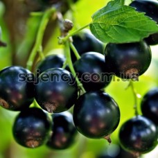 Саджанці Смородина Чорний Десерт (контейнер 0.5л) Саджанці Смородина Чорний Десерт (контейнер 0.5л)