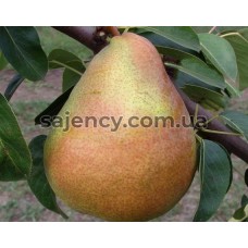 Груша Анжеліс Груша Анжеліс