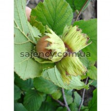 Фундук Барселонський 3-річний