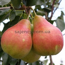 Груша Весільна Груша Весільна