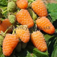 Малина Помаранчеве диво Малина Помаранчеве диво