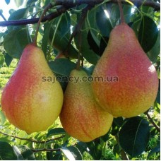 Груша Любимиця Клапа Груша Любимиця Клапа