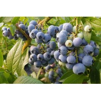 Лохина Деніс Блу 