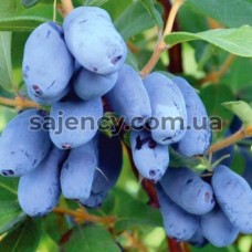 Жимолость Бореал Біст 