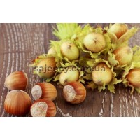 Фундук Каталонський 3-річний Фундук Каталонський 3-річний