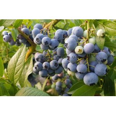 Лохина Деніс Блу 