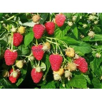 Малина Джоан Джей Малина Джоан Джей