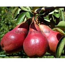 Саджанці Груша Старкримсон Саджанці Груша Старкримсон