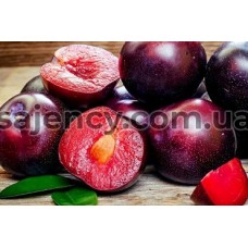Саджанці Шарафуга — гибрид абрикоса, сливы та персика
